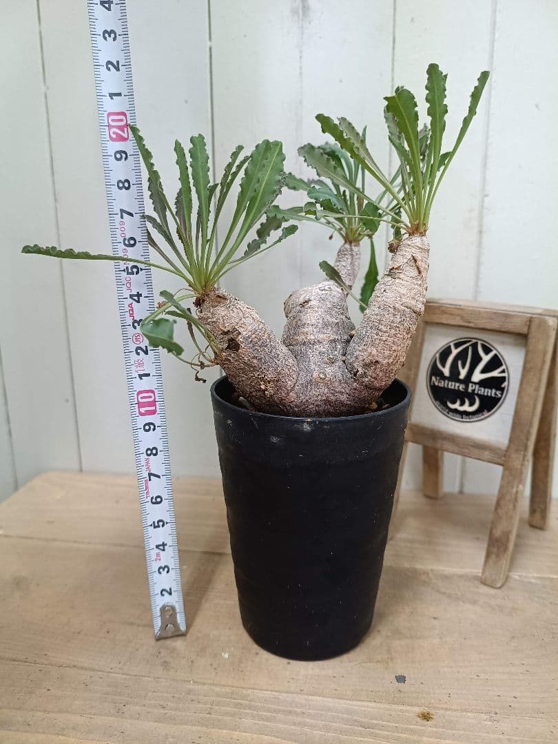 H033発根済！多頭美形！ユーフォルビア クリスパ 現地球