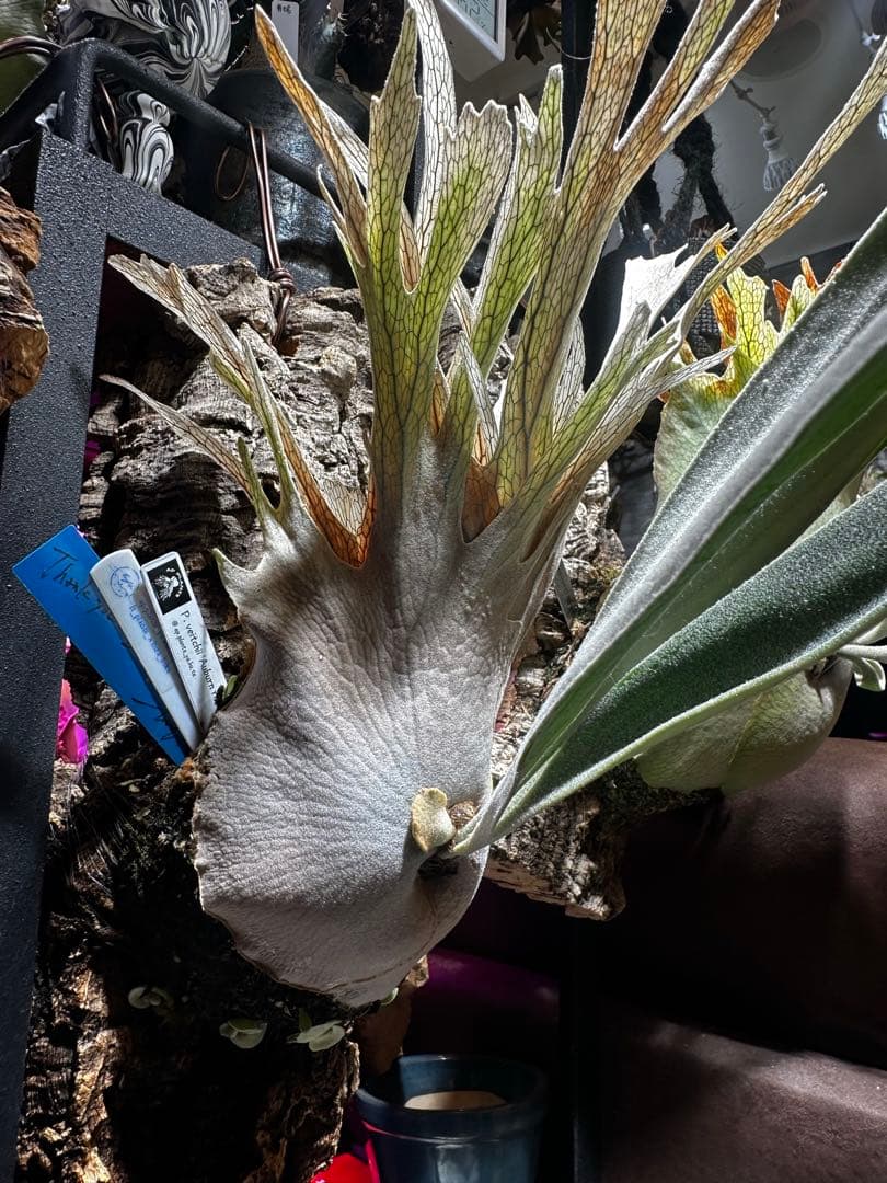 veitchii Auburn  (oc) ビカクシダ　子株　⑥