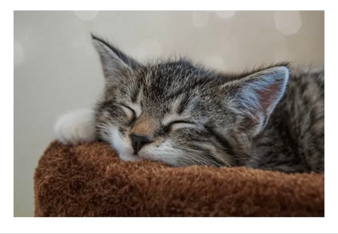 マックスマーラ④