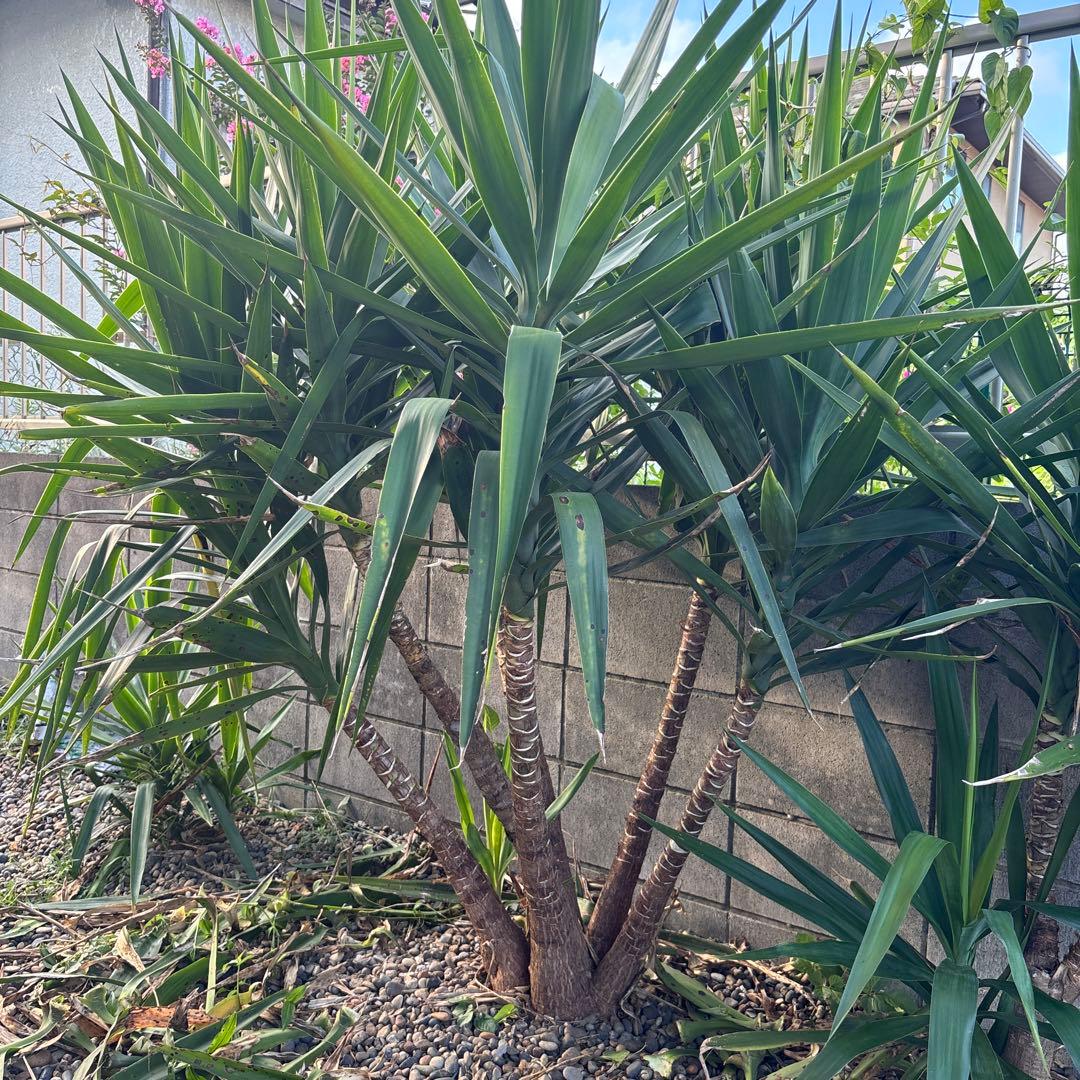 ユッカエレファンティペス-③