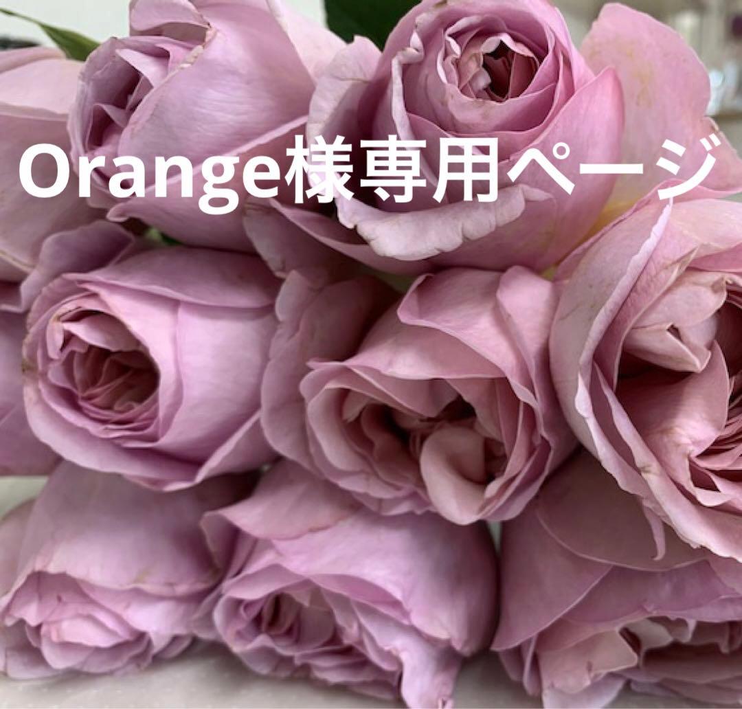 バラ 挿し木苗　ショコラR milky オール4 Pu ゆ春Orange