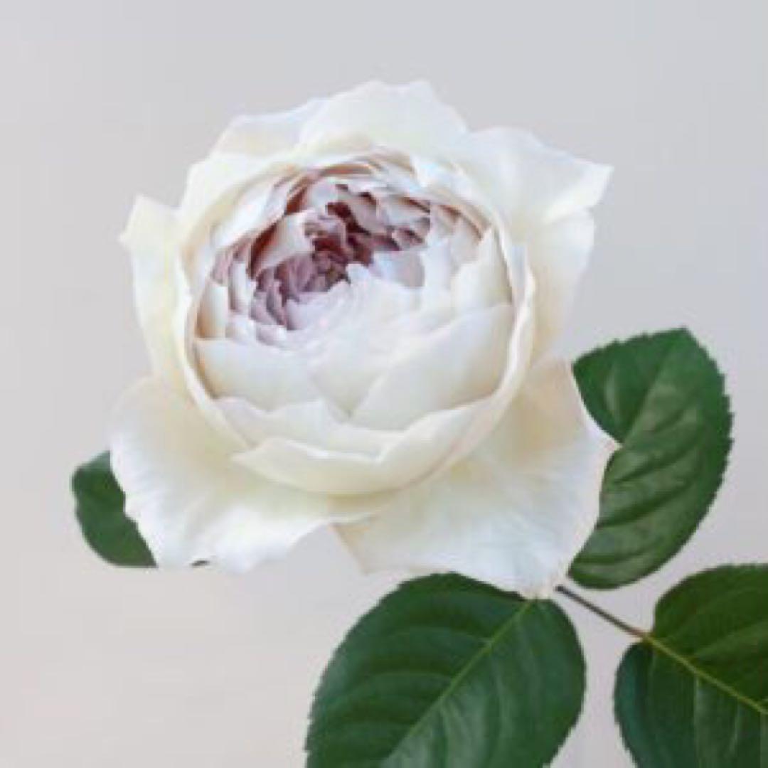 バラ 挿し木苗　ショコラR milky オール4 Pu ゆ春Orange