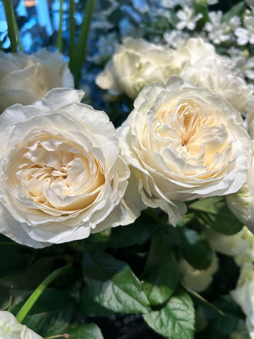 バラ 挿し木苗　ショコラR milky オール4 Pu ゆ春Orange