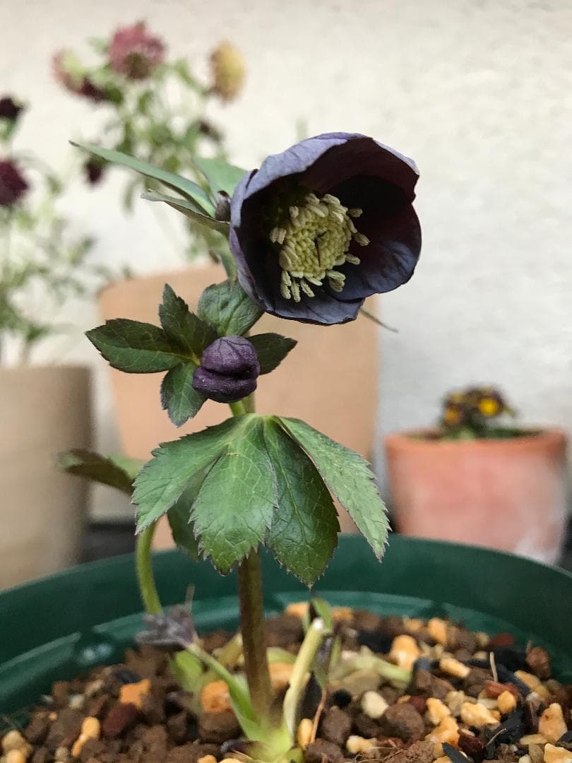 さくさく クリスマスローズ 小苗 DDシャノワール×DDシャノワール