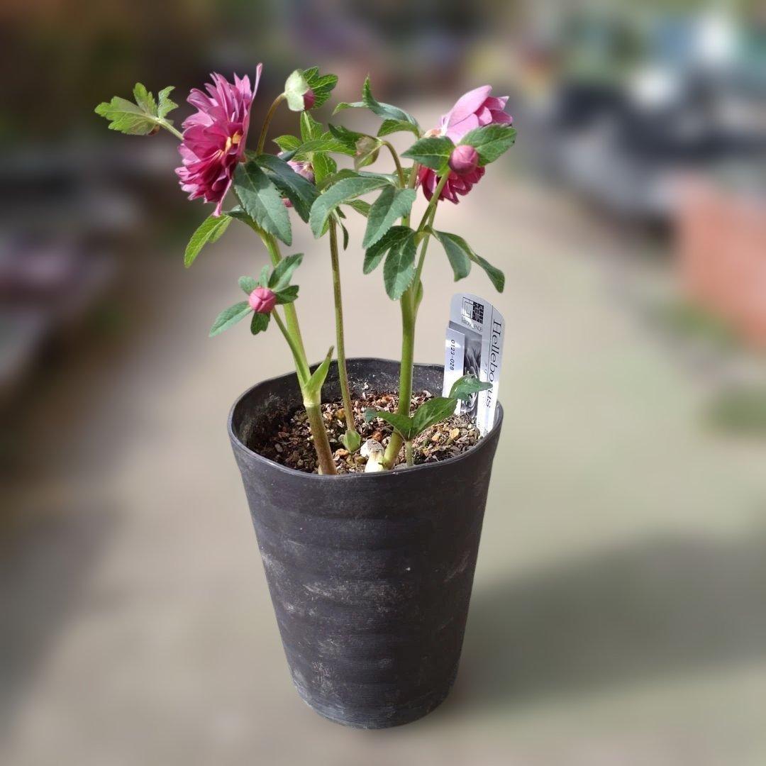 広瀬園芸✨レッド✨多弁✨クリスマスローズ✨ソレイユ花粉くっつけました