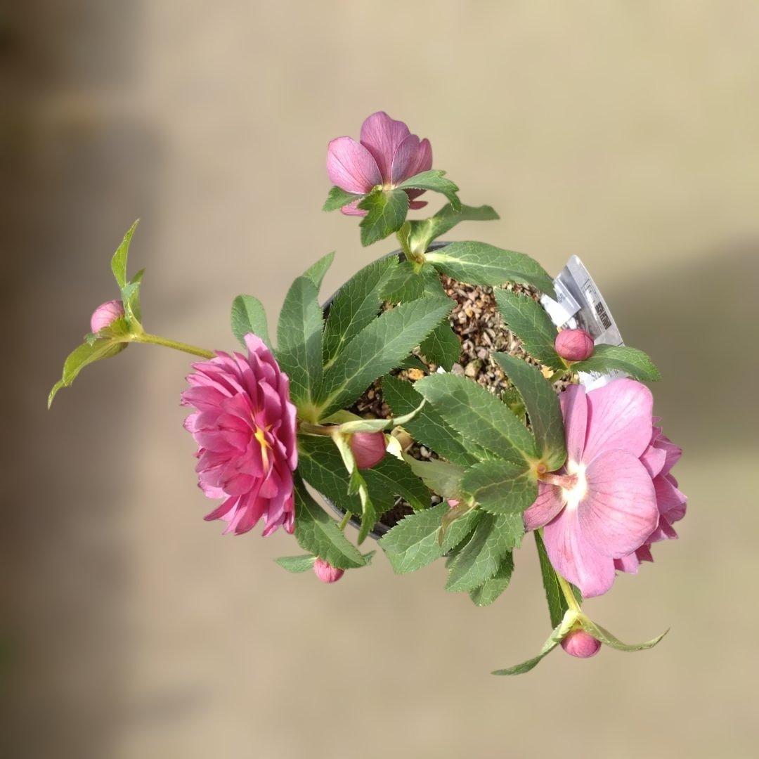 広瀬園芸✨レッド✨多弁✨クリスマスローズ✨ソレイユ花粉くっつけました