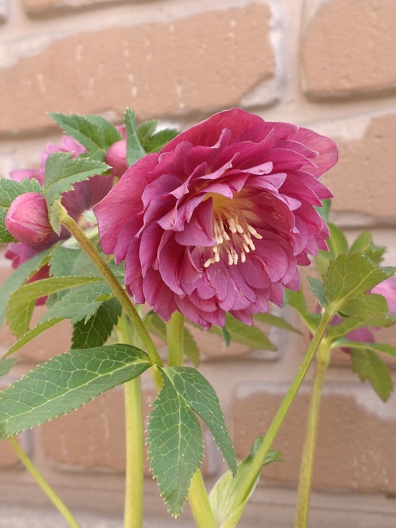 広瀬園芸✨レッド✨多弁✨クリスマスローズ✨ソレイユ花粉くっつけました