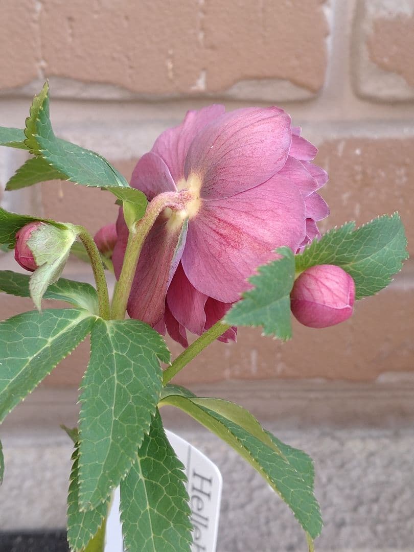 広瀬園芸✨レッド✨多弁✨クリスマスローズ✨ソレイユ花粉くっつけました