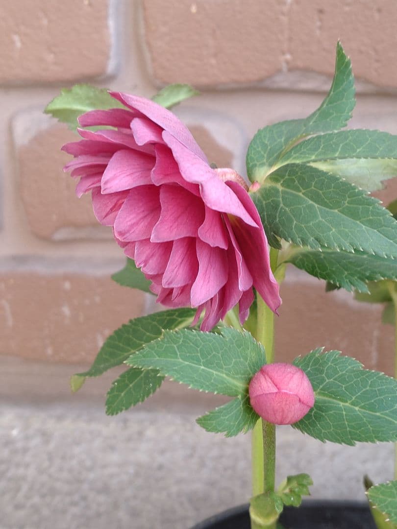 広瀬園芸✨レッド✨多弁✨クリスマスローズ✨ソレイユ花粉くっつけました