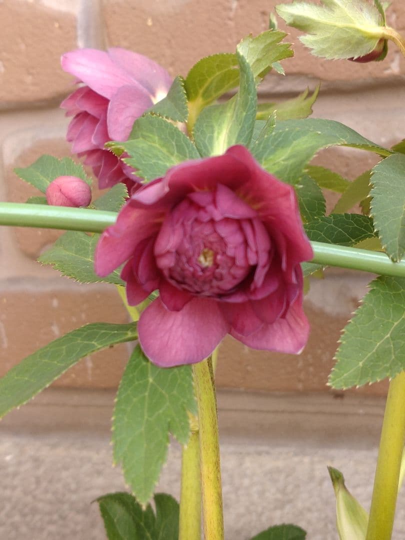 広瀬園芸✨レッド✨多弁✨クリスマスローズ✨ソレイユ花粉くっつけました