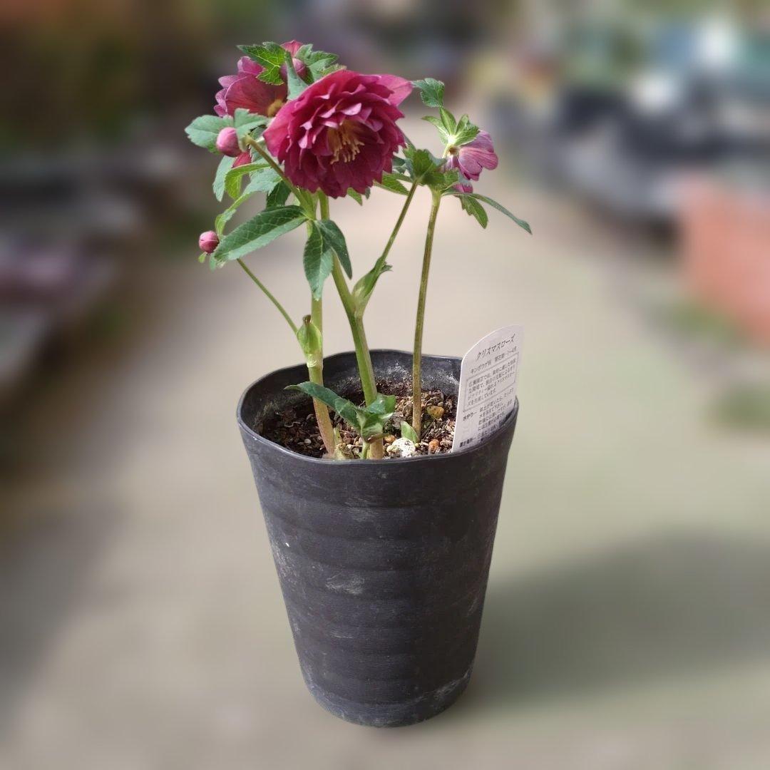 広瀬園芸✨レッド✨多弁✨クリスマスローズ✨ソレイユ花粉くっつけました