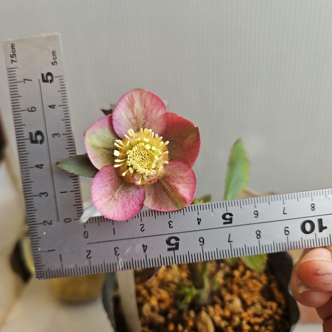 ㉖-379クリスマスローズ