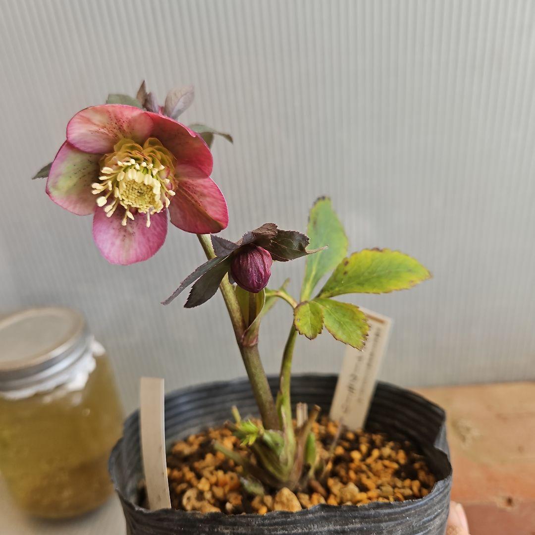 ㉖-379クリスマスローズ