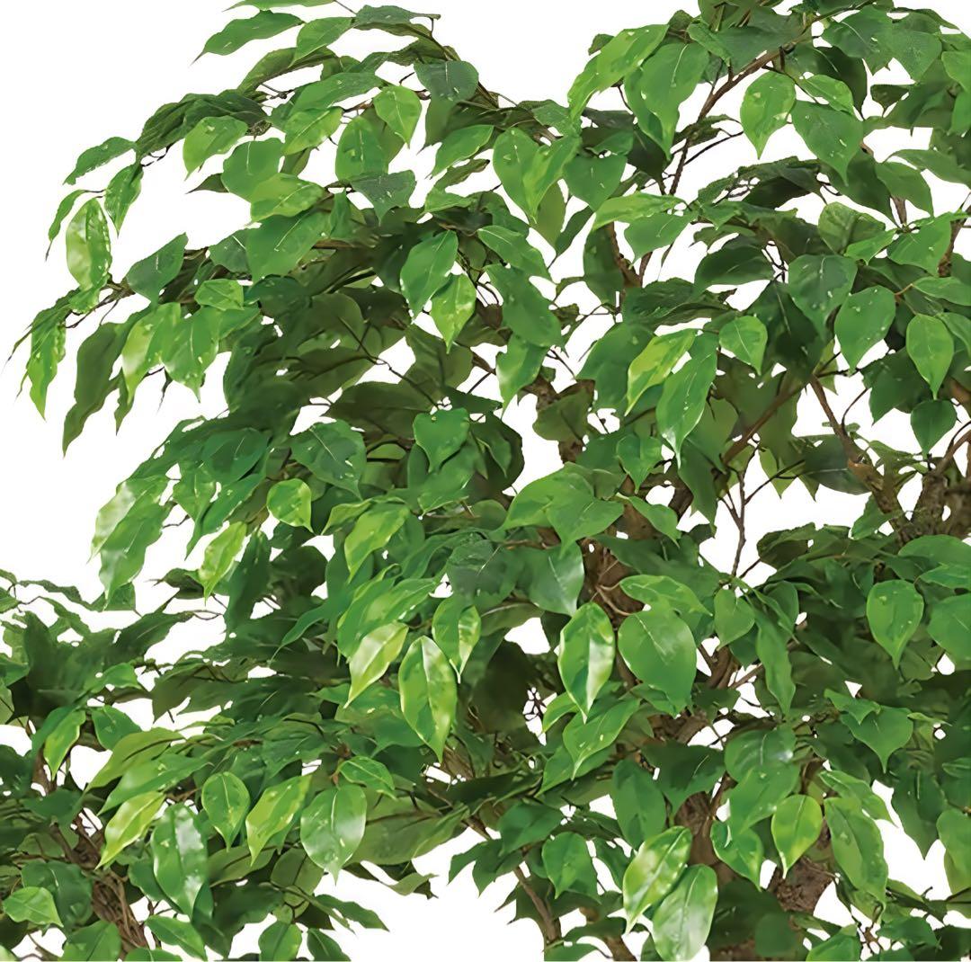 光触媒　人工観葉植物　フェイクグリーン　ベンジャミナスプラッシュコアッド