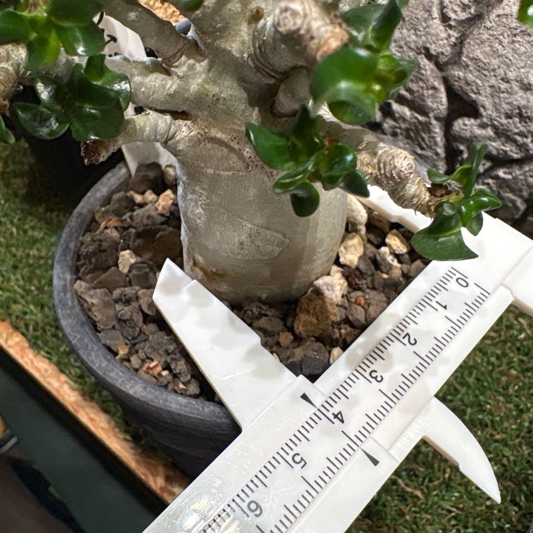 アデニウム　葉巻(獅子葉)