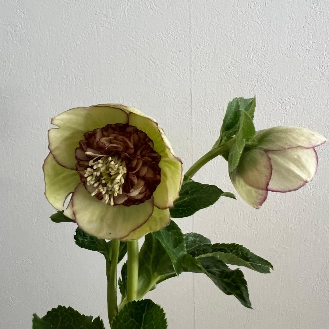 クリスマスローズ カップ咲 クリームピコティsd 未株分け 加藤農園さん