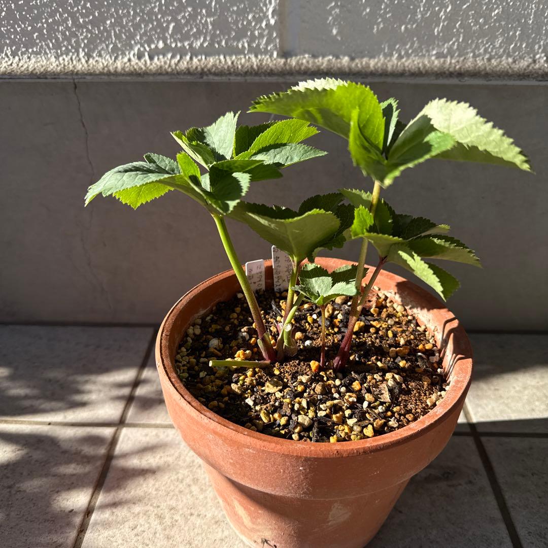 クリスマスローズ カップ咲 クリームピコティsd 未株分け 加藤農園さん