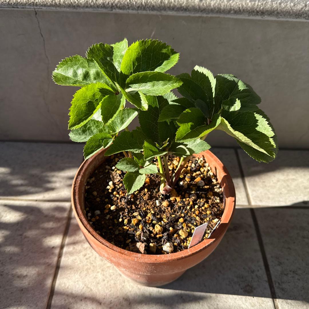 クリスマスローズ カップ咲 クリームピコティsd 未株分け 加藤農園さん