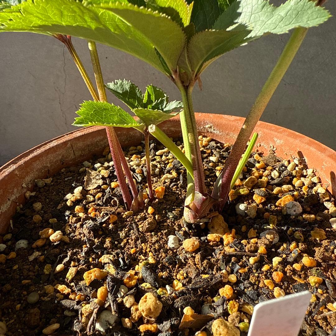 クリスマスローズ カップ咲 クリームピコティsd 未株分け 加藤農園さん