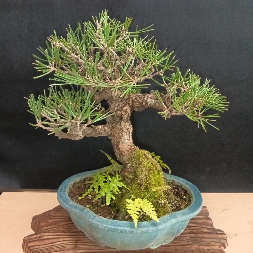 黒松小品盆栽