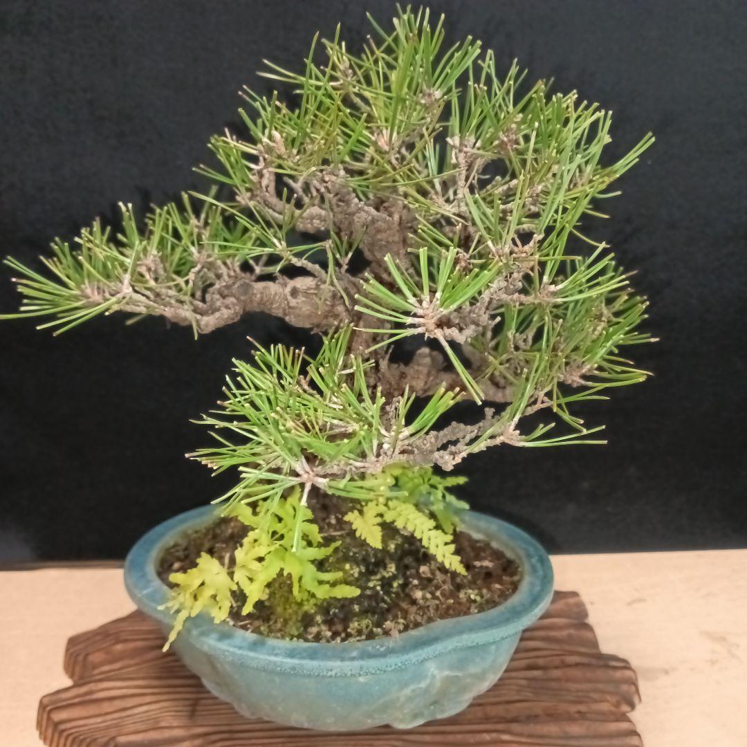 黒松小品盆栽