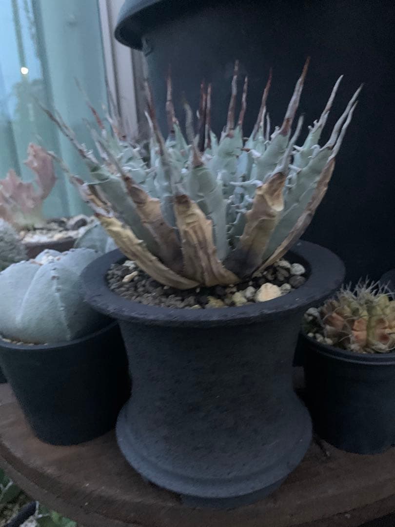 アガベ　エボリスピナ　格安！！早い者勝ち【安心発根済み】