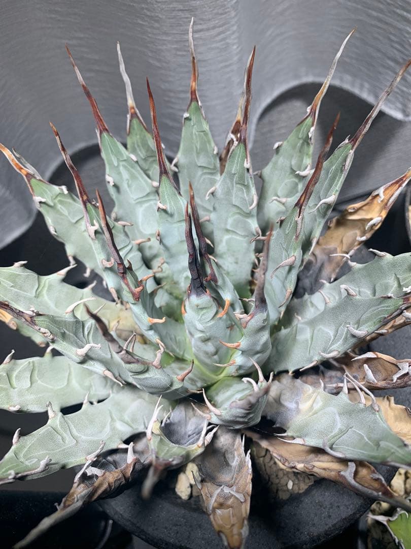 アガベ　エボリスピナ　格安！！早い者勝ち【安心発根済み】