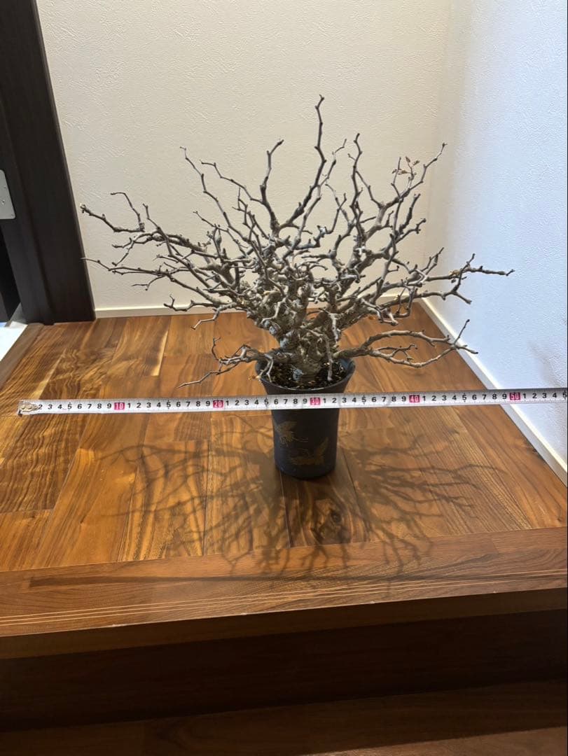 センナメリディオナリス