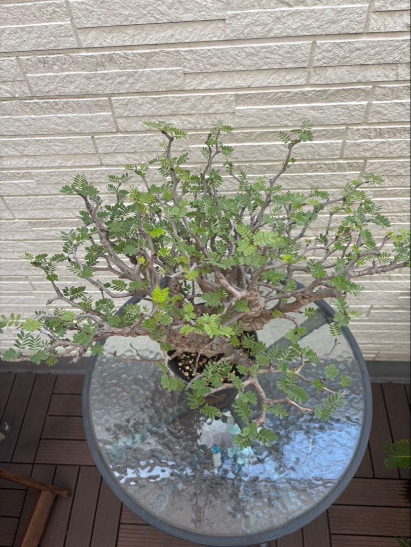 センナメリディオナリス