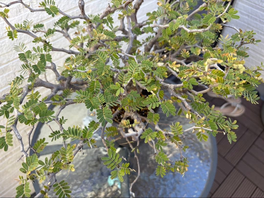 センナメリディオナリス