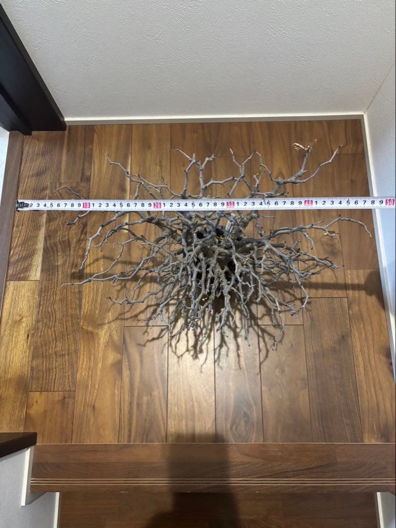 センナメリディオナリス