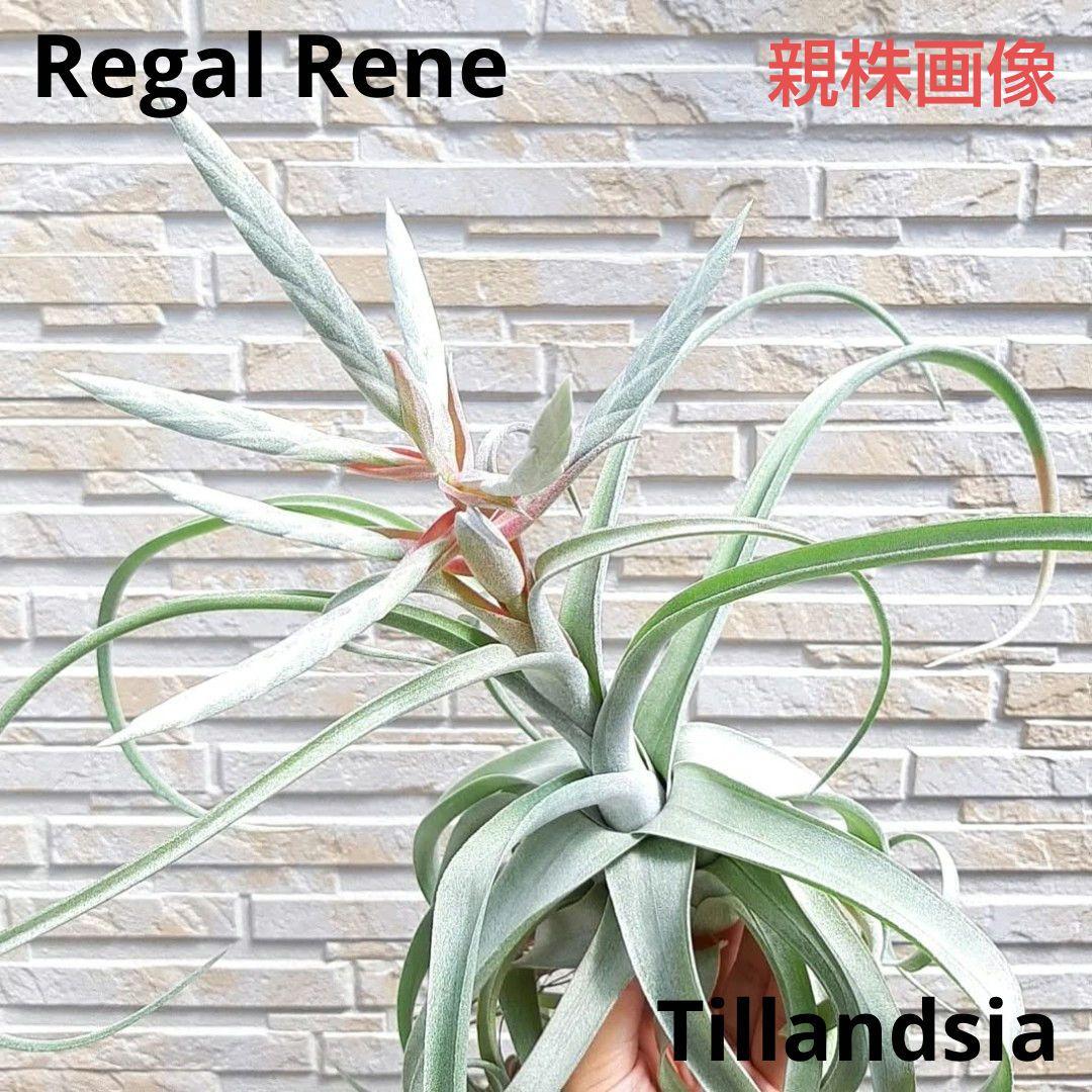 チランジア リーガルルネ