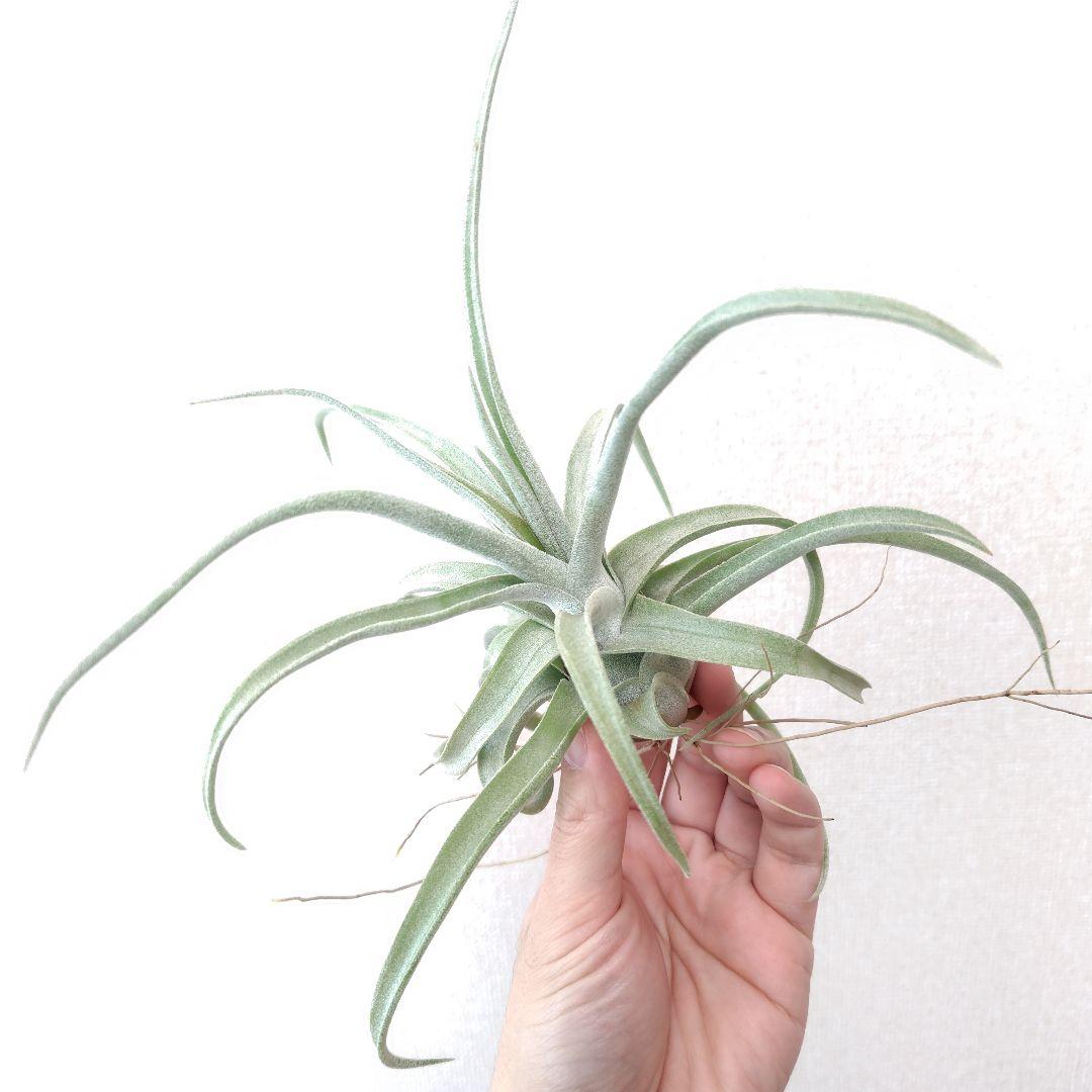 チランジア リーガルルネ