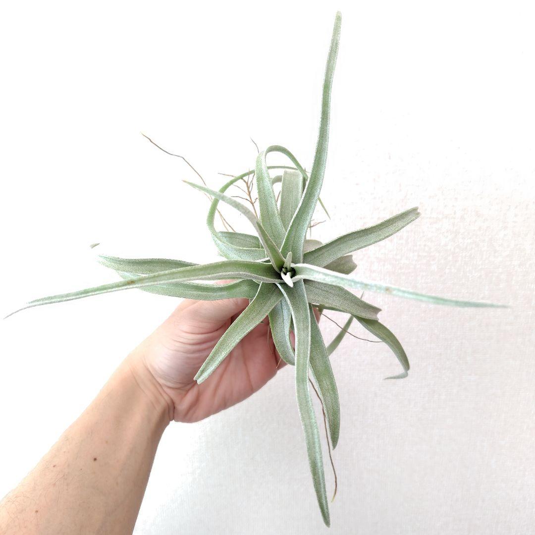 チランジア リーガルルネ