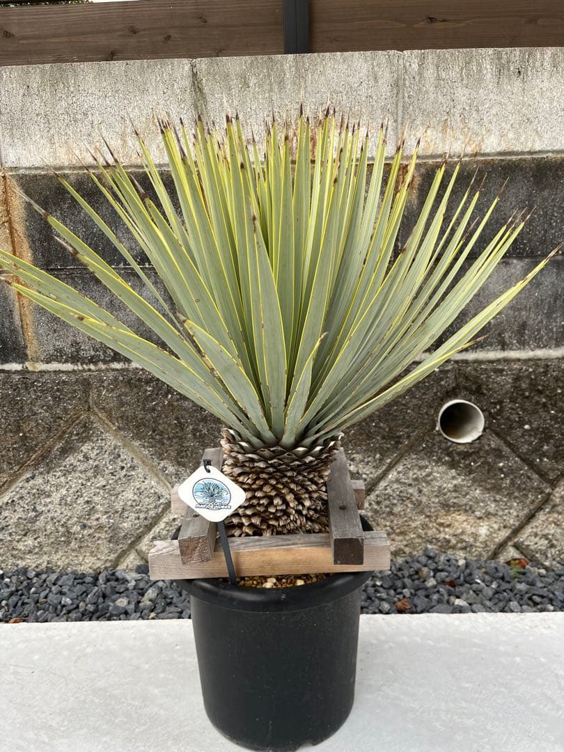 マルデヌベスverロスト　発根済株