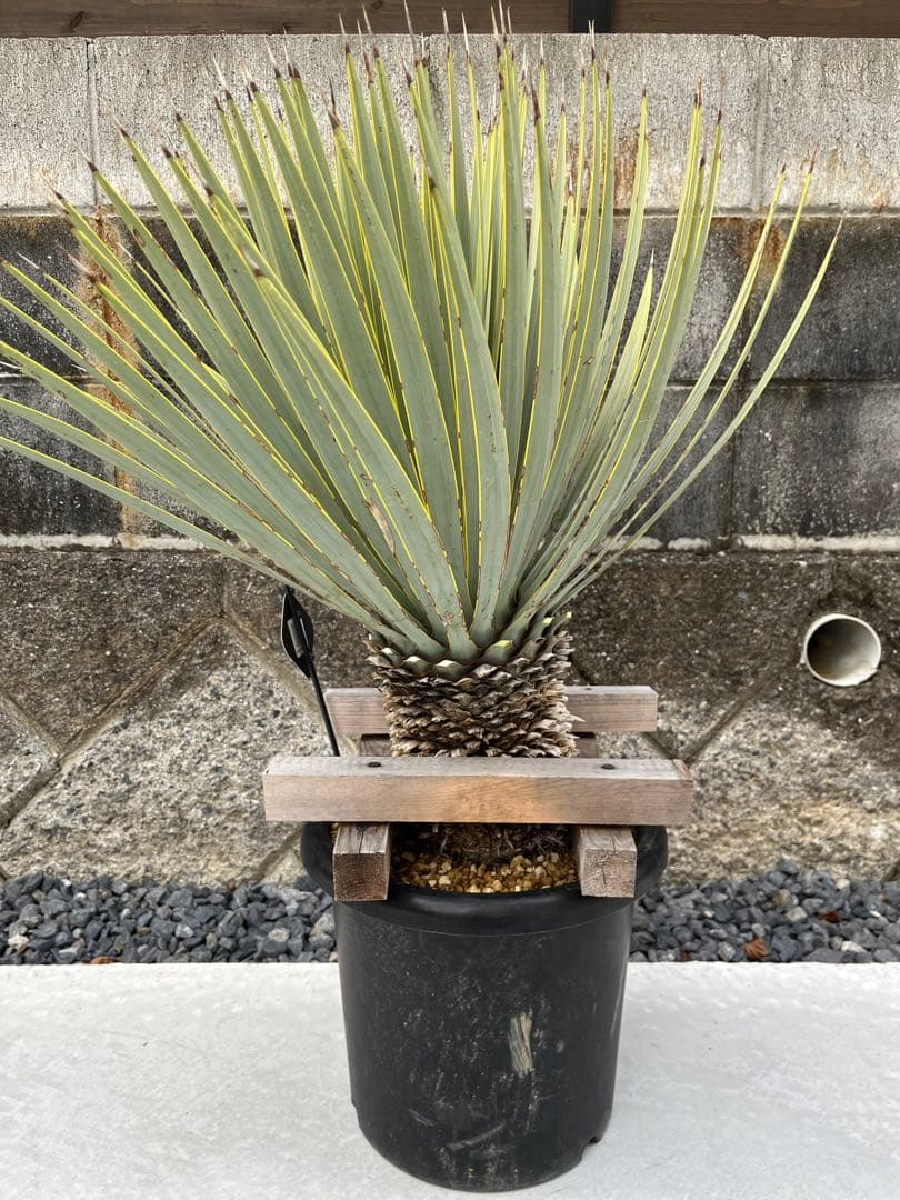 マルデヌベスverロスト　発根済株