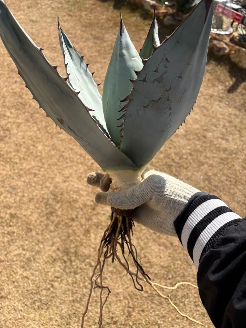 アガベ　チタノタ　チタノタブルー　大株