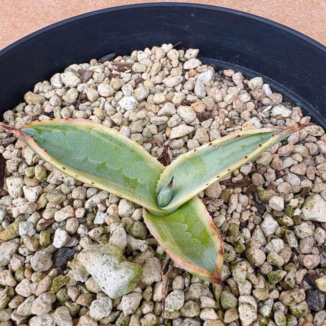 アガベ サルミアナ フェロックス　リップルエフェクト　【鉢ごと発送】　発根済み