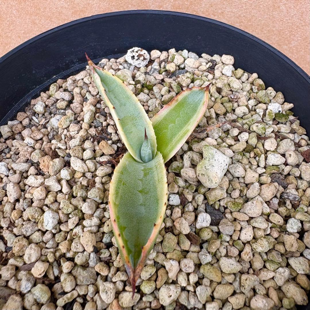 アガベ サルミアナ フェロックス　リップルエフェクト　【鉢ごと発送】　発根済み