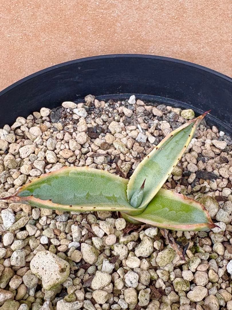 アガベ サルミアナ フェロックス　リップルエフェクト　【鉢ごと発送】　発根済み