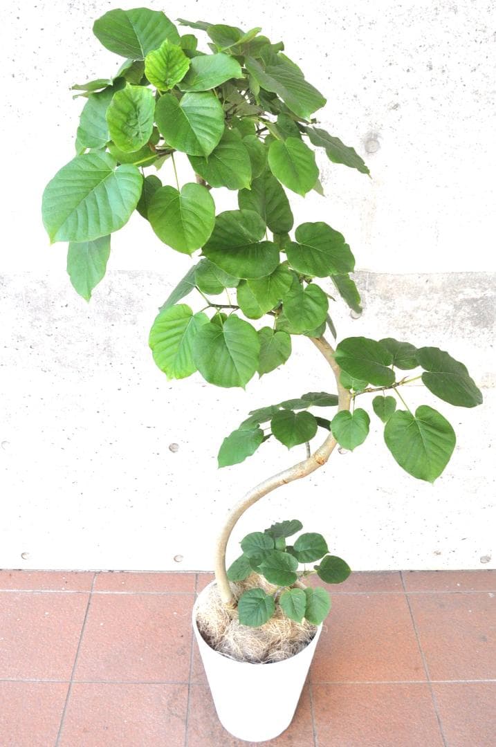 フィカス ウンベラータ 10号 152cm S-shaped tree form