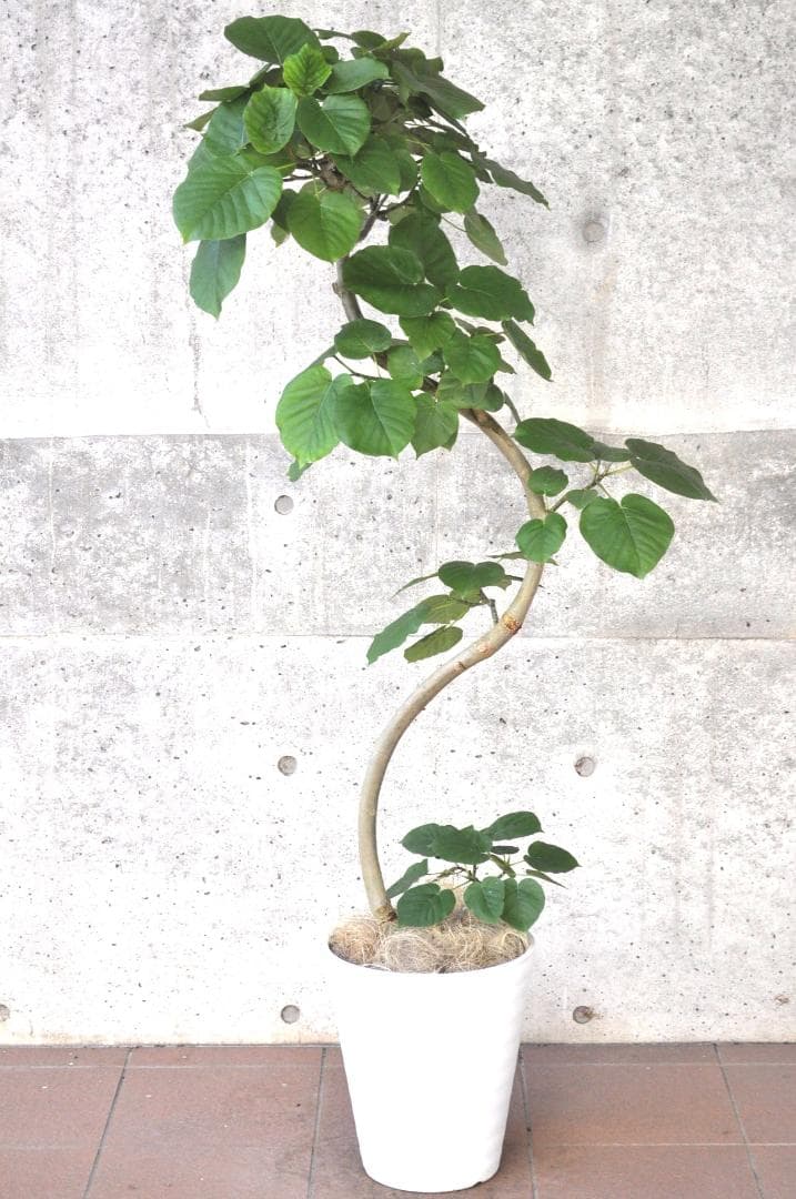 フィカス ウンベラータ 10号 152cm S-shaped tree form