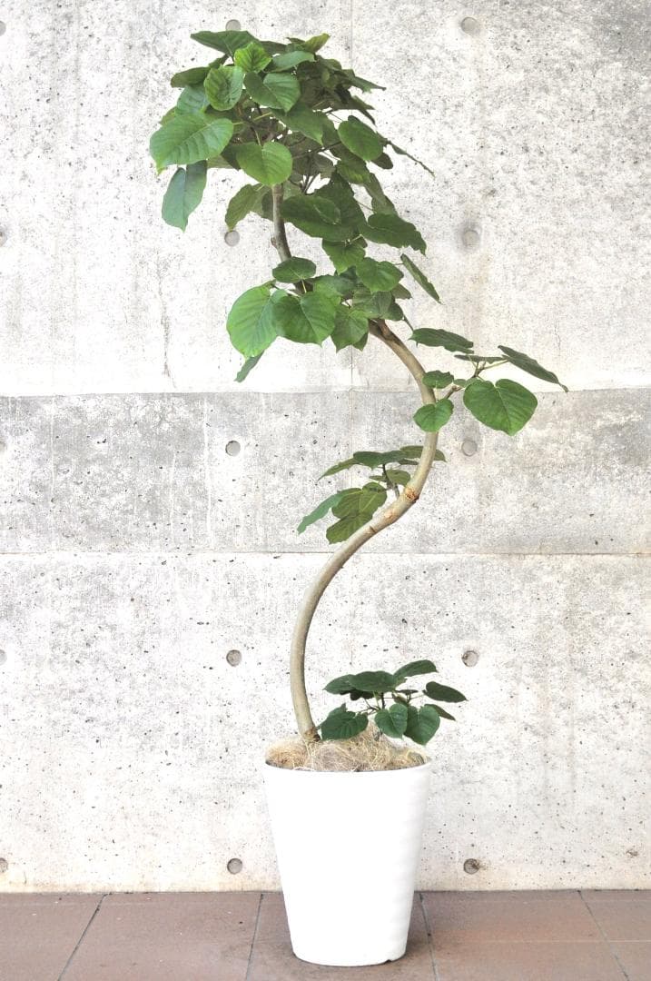 フィカス ウンベラータ 10号 152cm S-shaped tree form