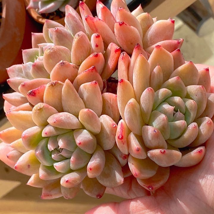 アルバビューティー　大群生