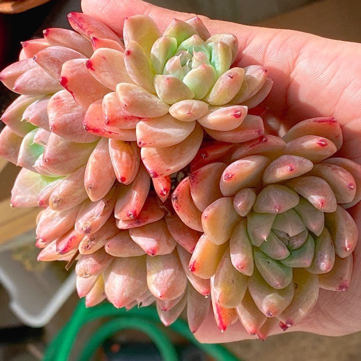 アルバビューティー　大群生