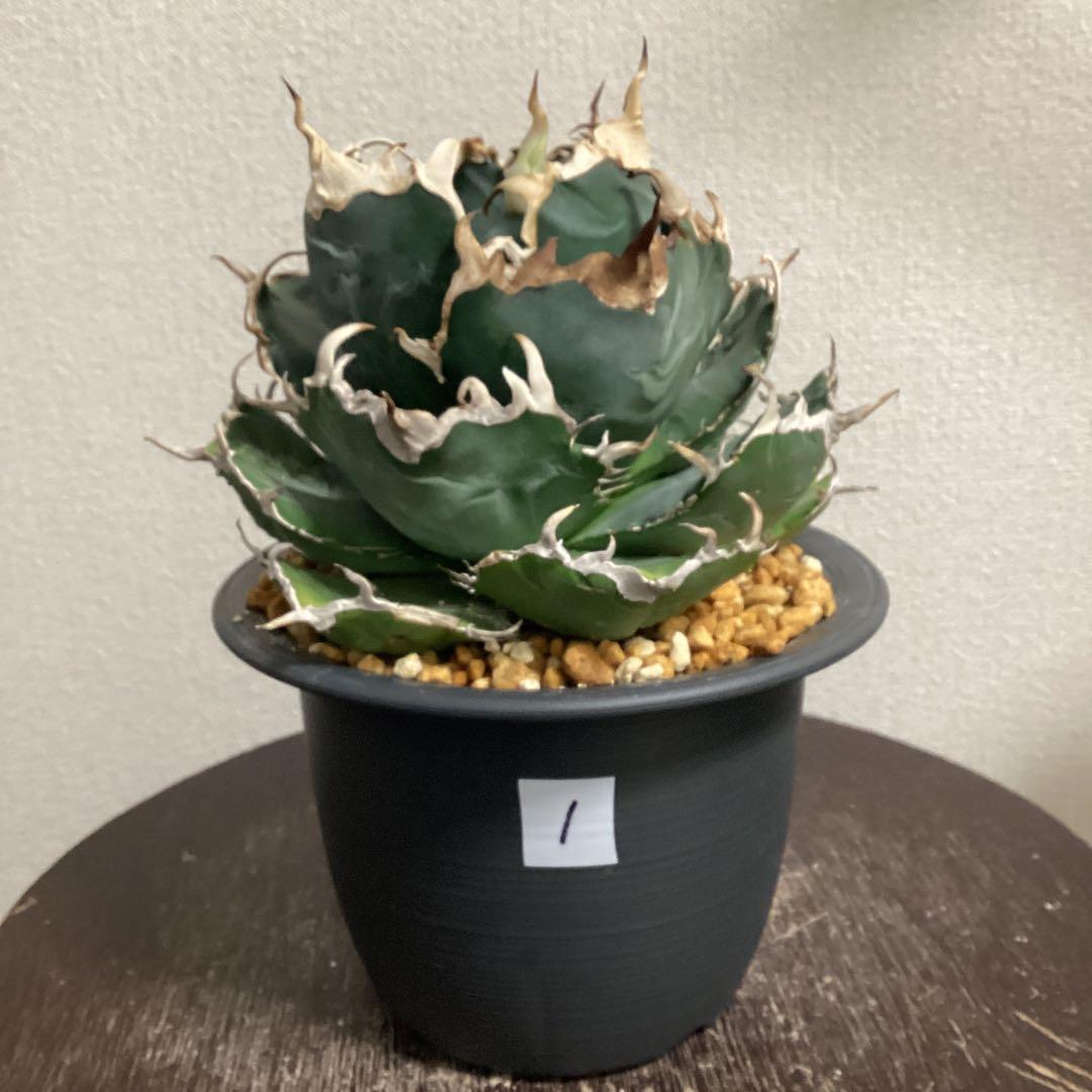 アガベ　チタノタ　大株の白鯨①直径約１５ｃｍ　鉢ごと　短葉　強鋸歯　義援金