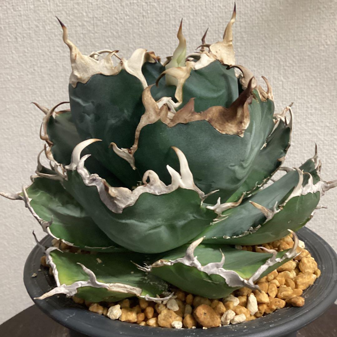 アガベ　チタノタ　大株の白鯨①直径約１５ｃｍ　鉢ごと　短葉　強鋸歯　義援金