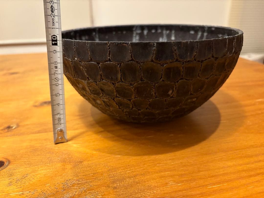 earnest hearts 検】アーネストハーツ　鉢　パキプス 塊根植物