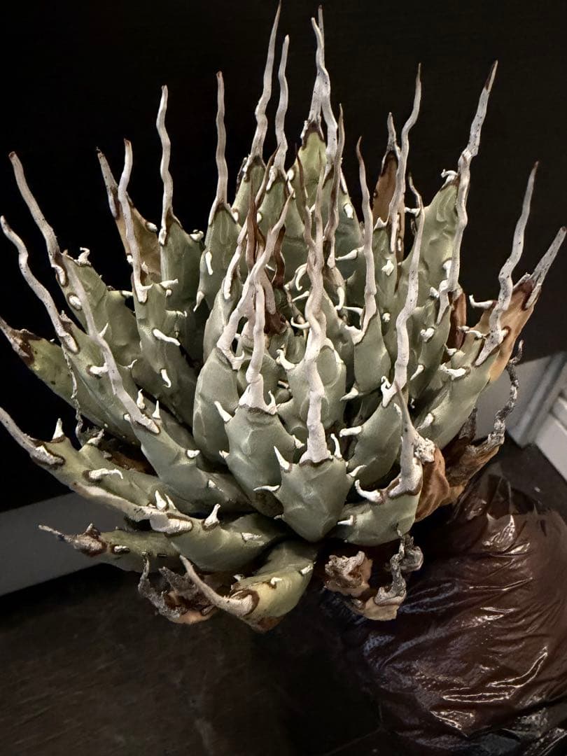 耐寒性アガベ エボリスピナ陽炎◇多肉サボテン南国ドライガーデン