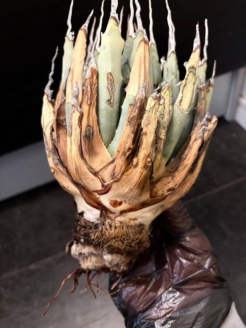 耐寒性アガベ エボリスピナ陽炎◇多肉サボテン南国ドライガーデン